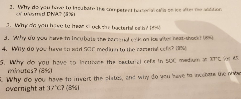 Solved 1. Why do you have to incubate the competent | Chegg.com