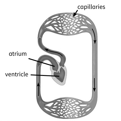 Solved Use The Diagram To Answer The Question Some Chegg Com