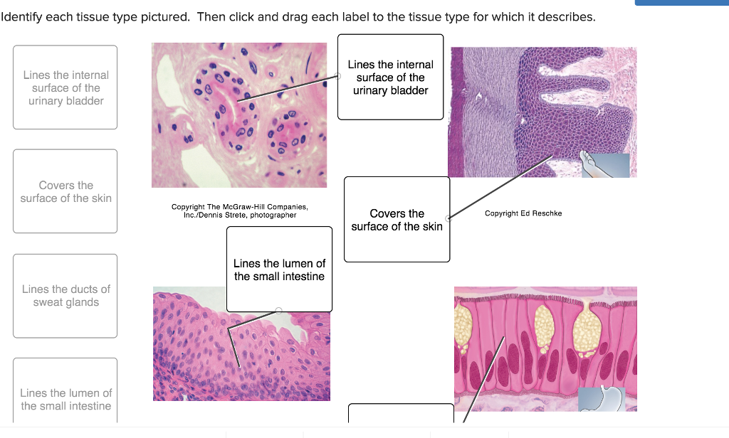 30 Drag Each Label To The Type Of Gland It Describes. Labels Design