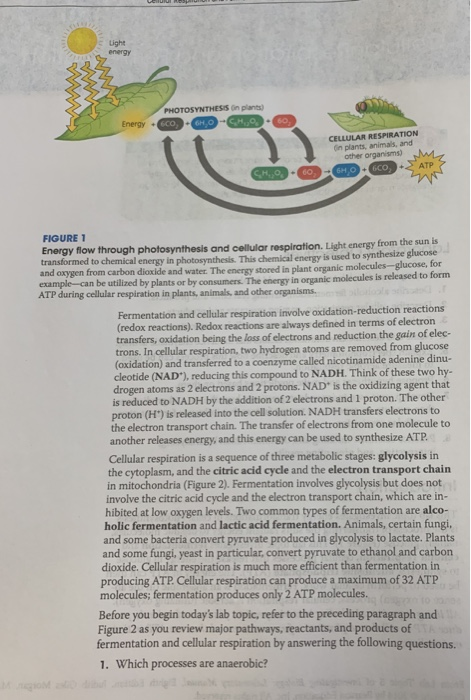 Solved Light energy Energy + CELLULAR RESPIRATION n plants, | Chegg.com