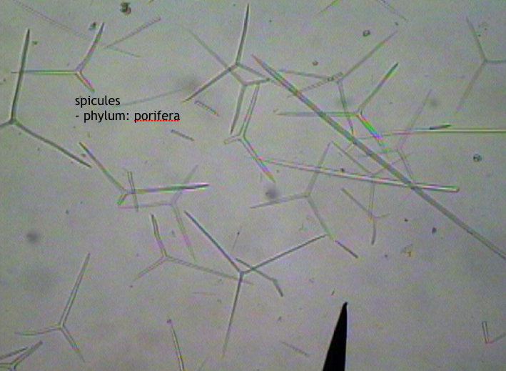 Scypha Spicules