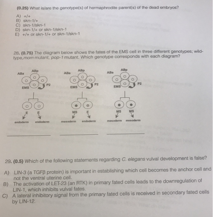Solved (0.25) What is/are the genotype(s) of hermaphrodite