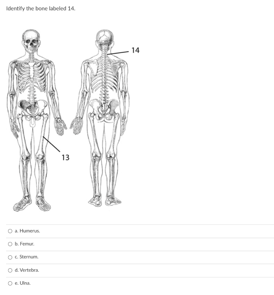 Solved Identify The Bone Labeled 14 14 13 O A Humerus Chegg Com