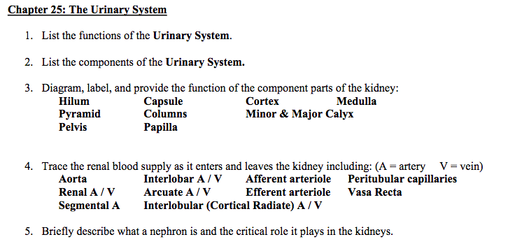 Solved Chapter 25: The Urinary System 1. List the functions | Chegg.com