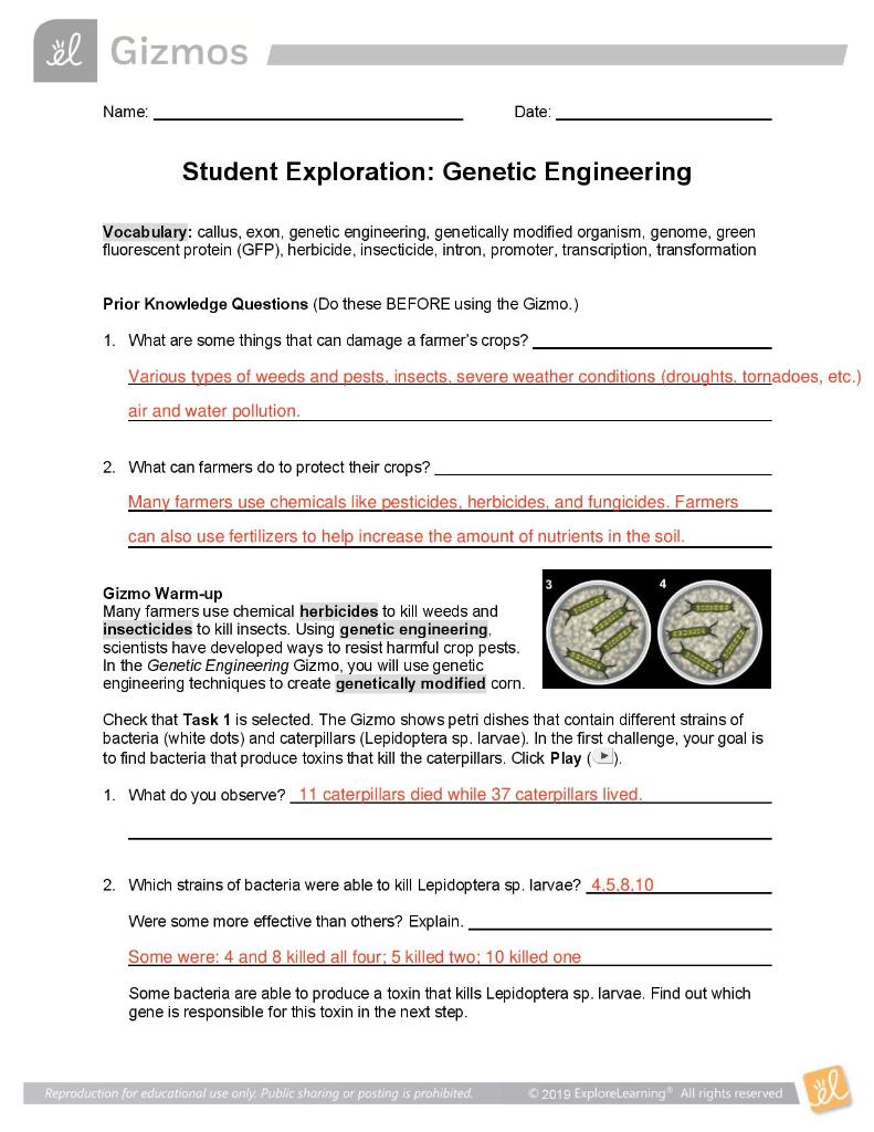 Genetic Engineering Gizmo Answer Key - Riz Books