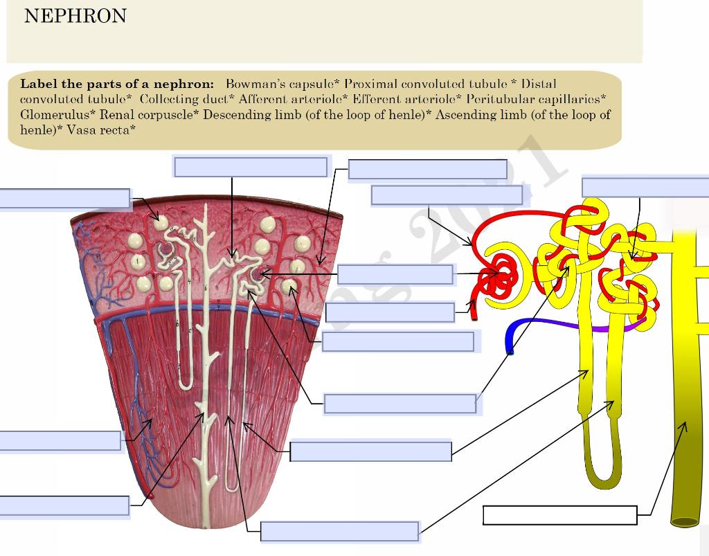 Proximal convoluted tubule