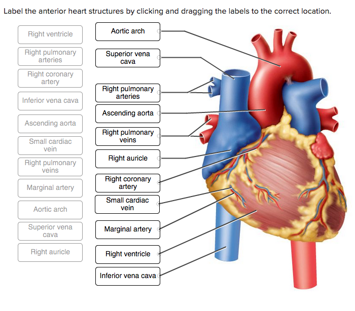 Label the anterior heart structures by clicking and dragging the labels to ...