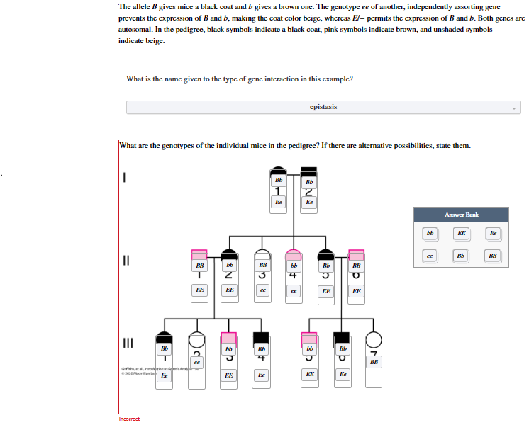 Solved The Allele B ﻿gives Mice A Black Coat And B ﻿gives A | Chegg.com