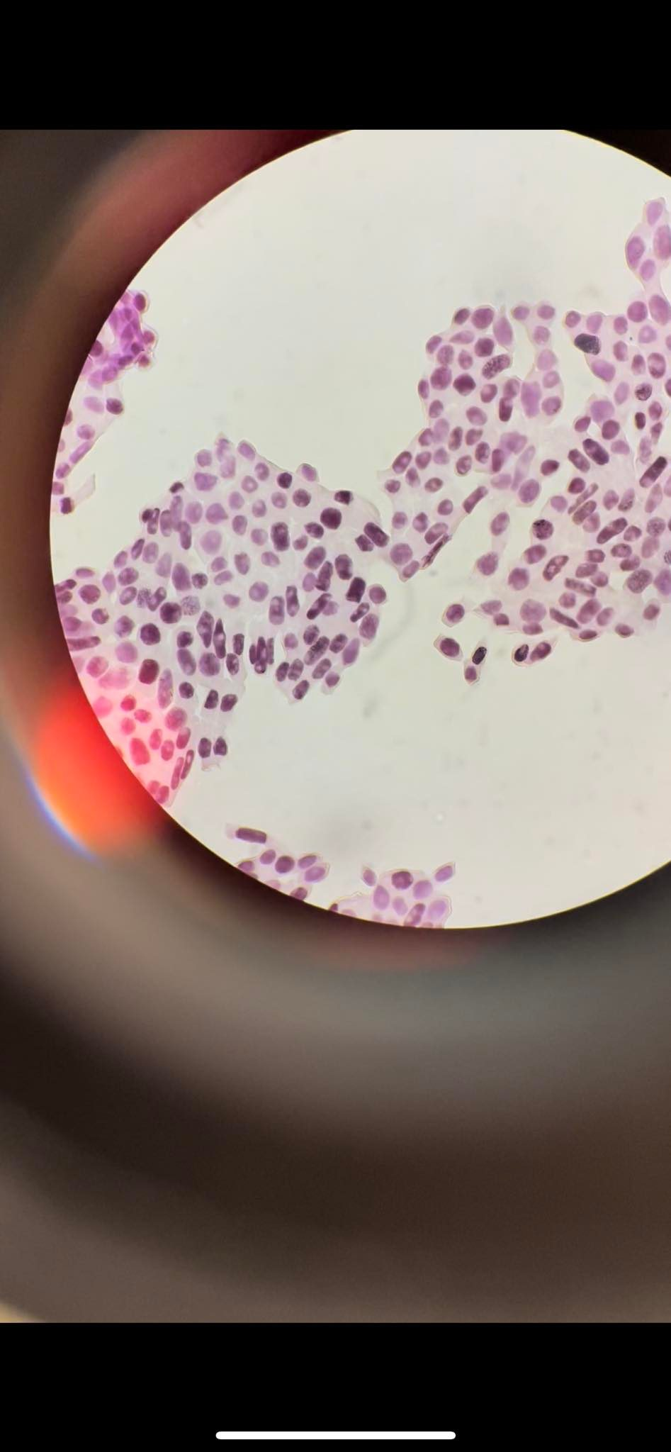 Solved What are the mitosis and mitotic phase of this cell? Biology Diagrams