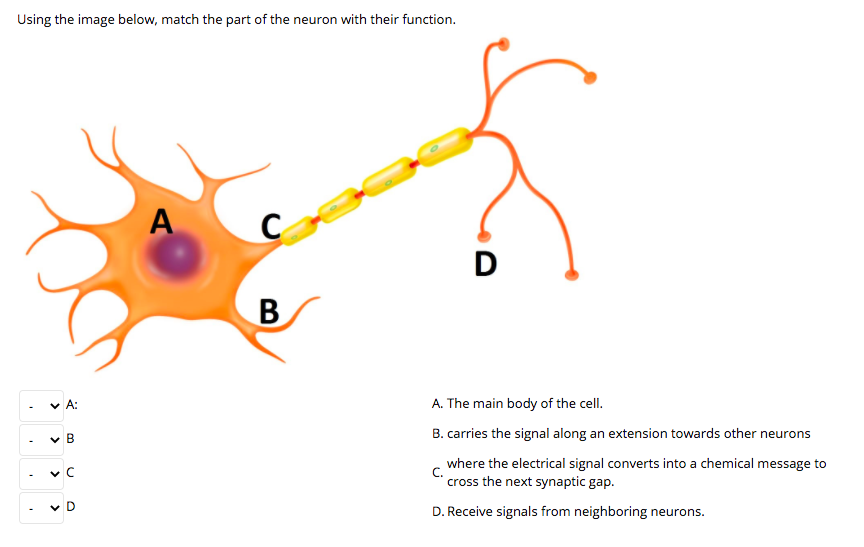 Solved Using The Image Below, Match The Part Of The Neuron | Chegg.com