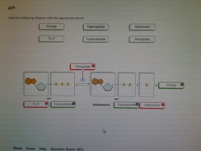 Solved ATP Label the following diagram with the appropriate | Chegg.com