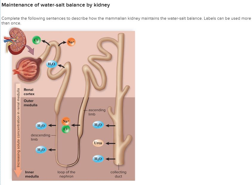 kidney experiment on water balance