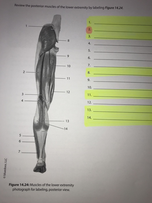 Solved: Laboratory 14: Skeletal Muscle Gross Anatomy Anter... | Chegg.com