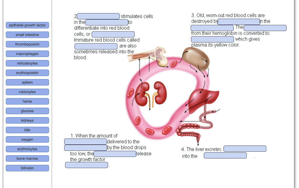 Solved 2 in the differentiate into rec cells, or ( | Chegg.com