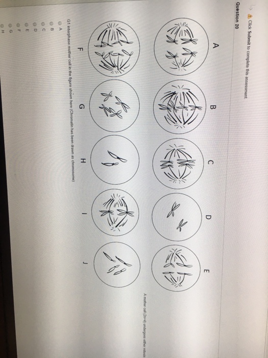 Solved A mother cell (2n=4) undergoes either mitosis or | Chegg.com