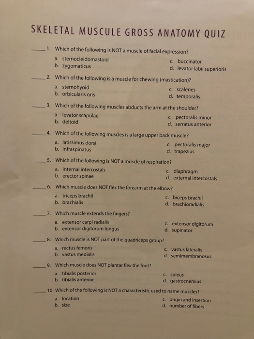 Solved SKELETAL MUSCULE GROSS ANATOMY QUIZ 1. Which Of Th...