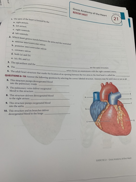 gross anatomy of the human heart pdf