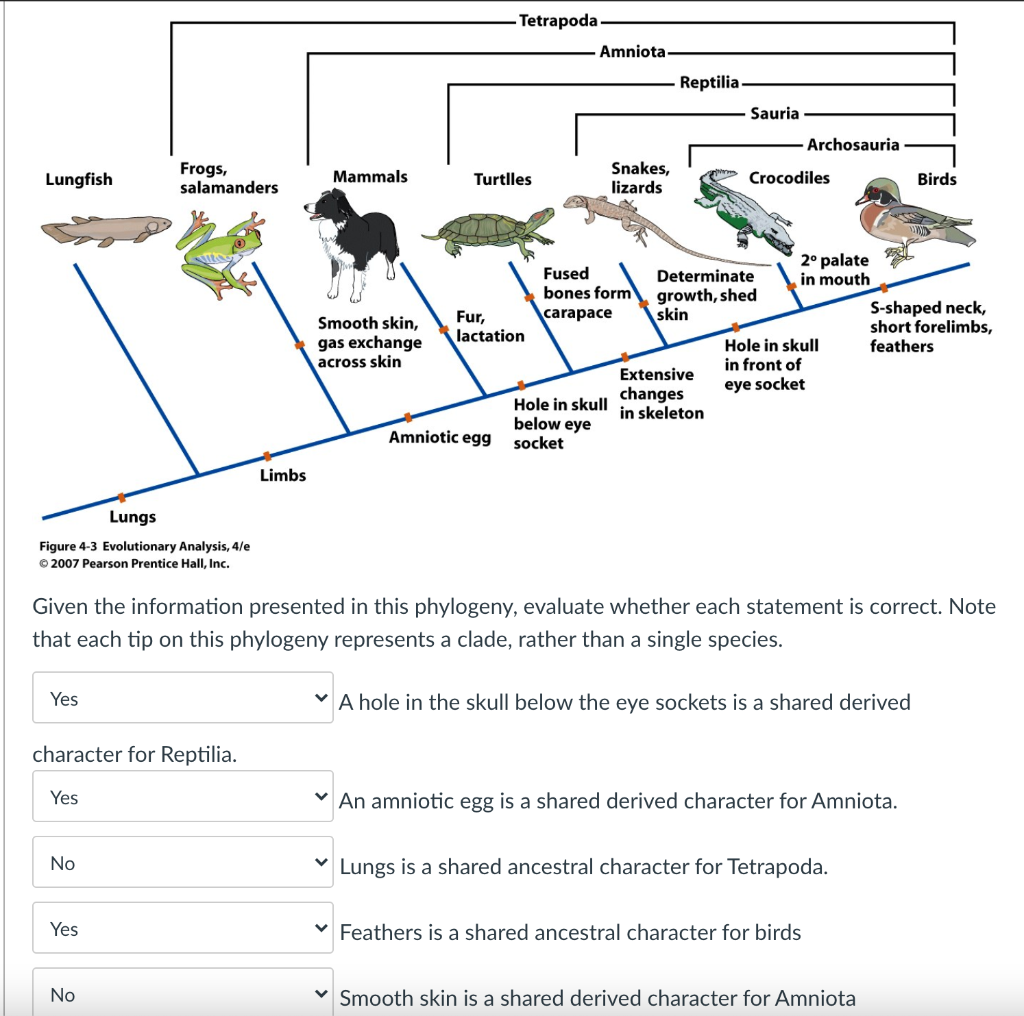 Solved Tetrapoda Amniota Reptilia Sauria Archosauria | Chegg.com