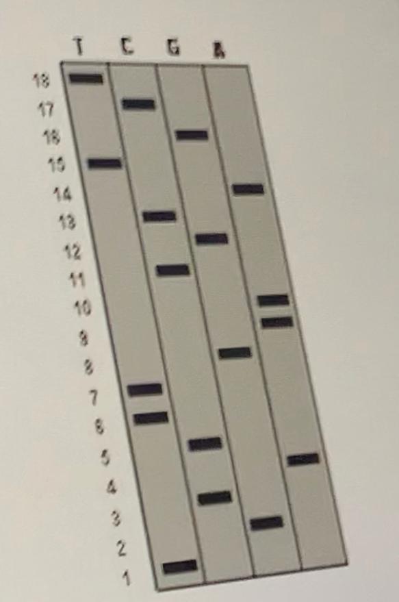 Solved The DNA sequence shown on a gel below was produced | Chegg.com