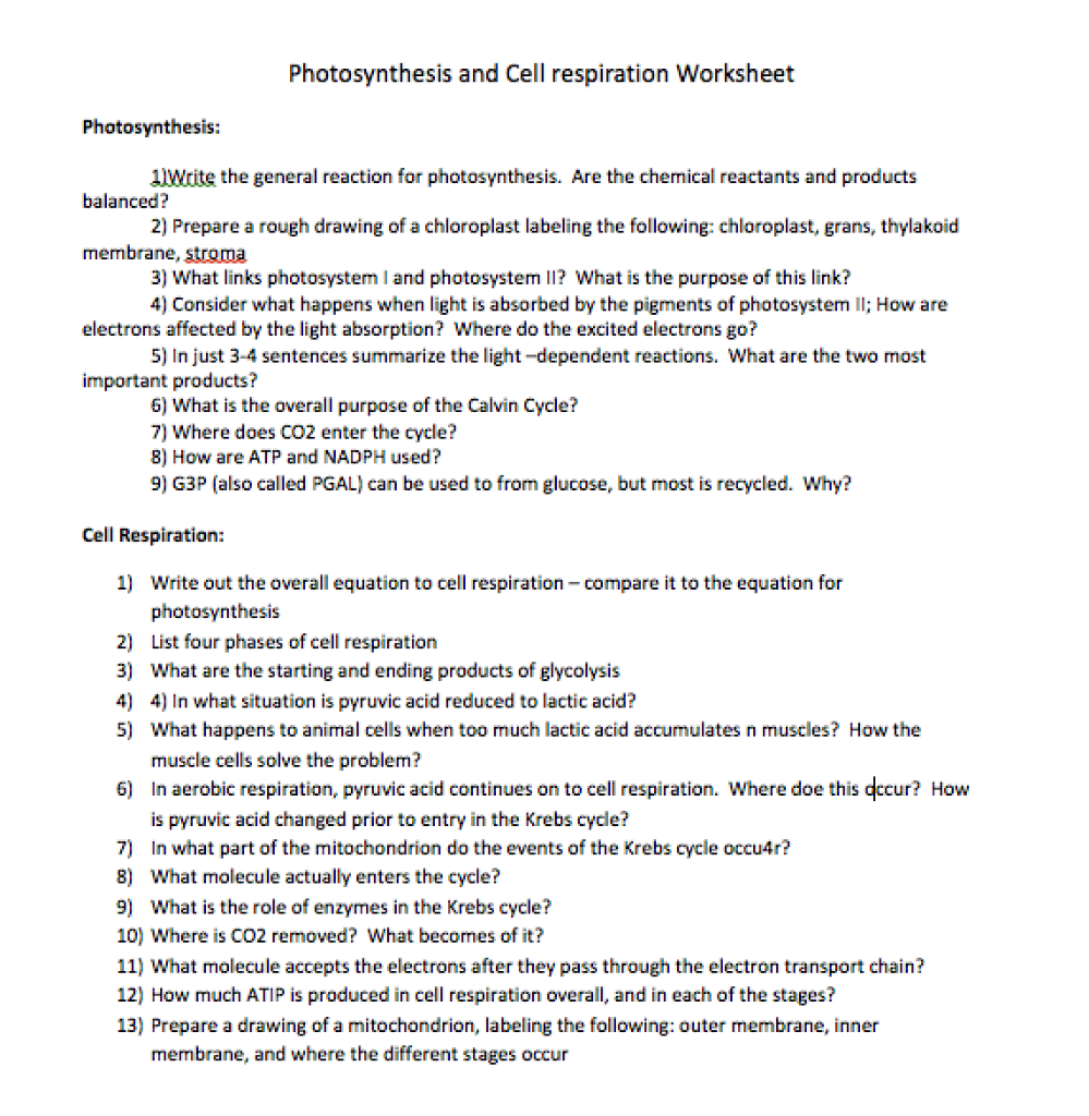 Cellular Respiration And Photosynthesis Equations Worksheet Answer Key