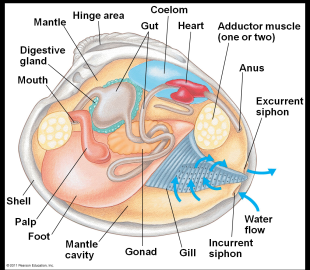 clam anatomy visceral mass