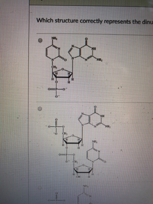 Solved Which structure correctly represents the dinucleotide | Chegg.com