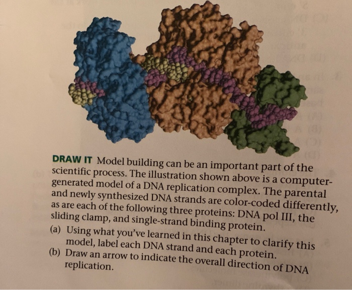 solved-draw-it-model-building-can-be-an-important-part-of-chegg