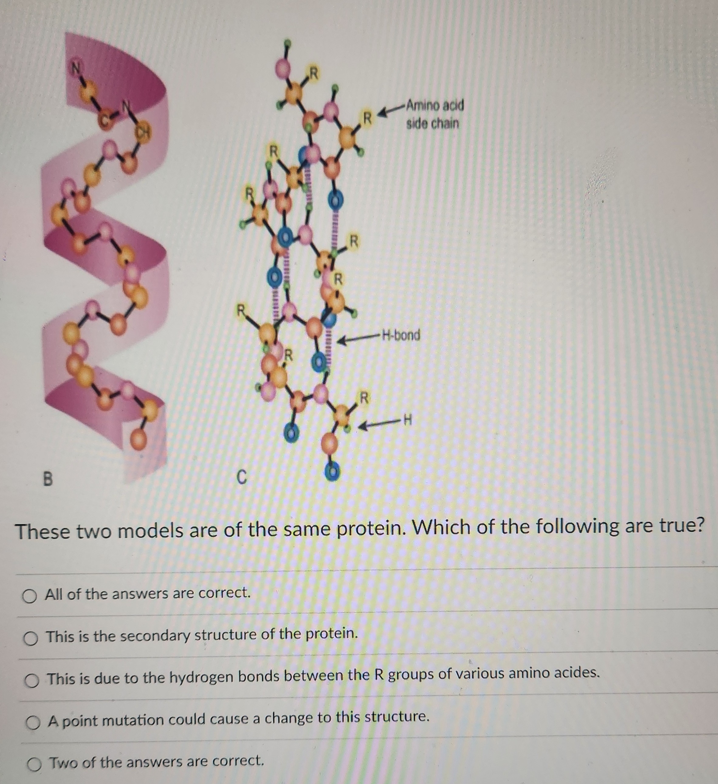 Solved These two models are of the same protein. Which of | Chegg.com