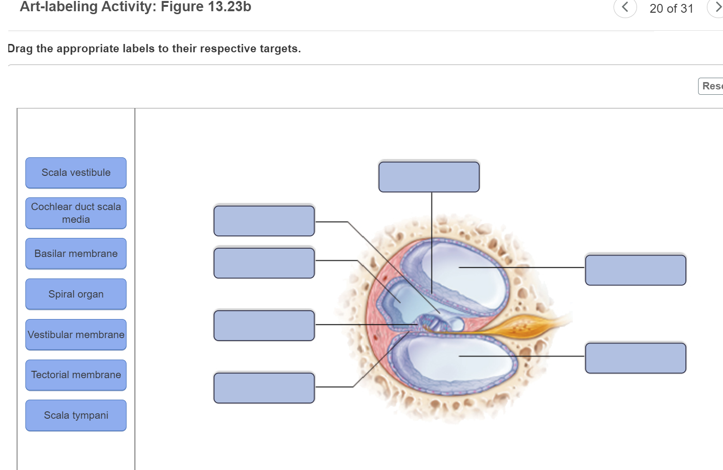 Solved Art-labeling Activity: Figure 13.21b (2 of 2) Drag | Chegg.com
