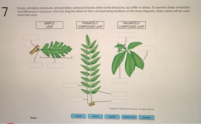 doubly-compound-leaf