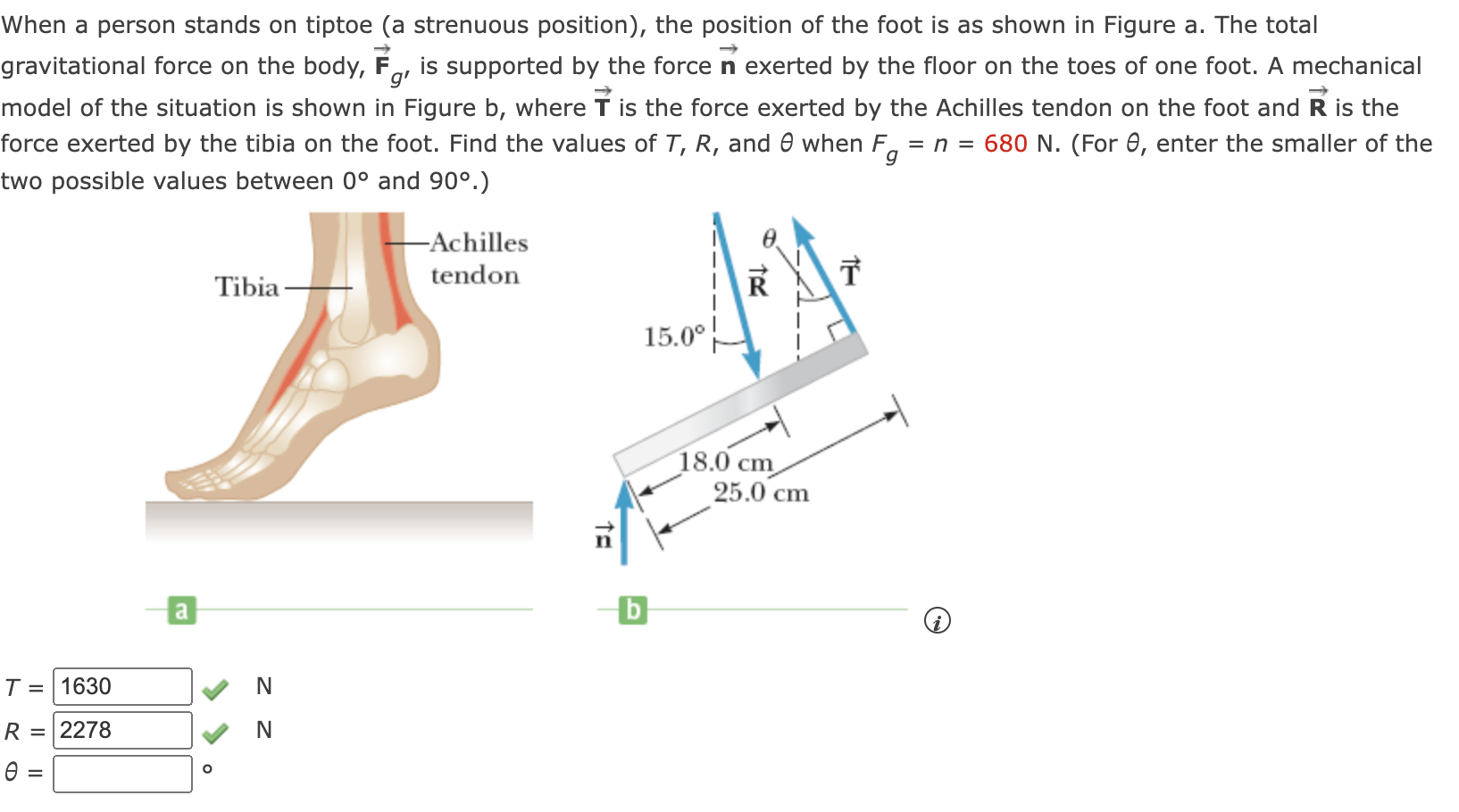 Solved When a person stands on tiptoe (a strenuous | Chegg.com