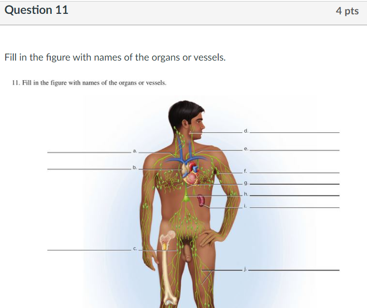 TheOrgans