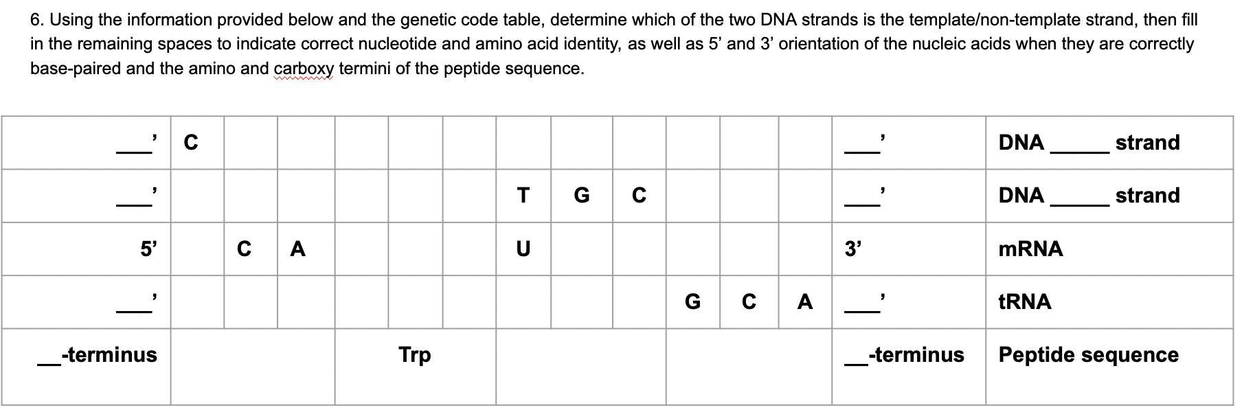 6. Using the information provided below and the genetic code table, determine which of the two DNA strands is the template/no