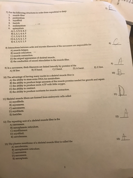 Solved Animium 7 Put The Following Structures In Order From Chegg Com