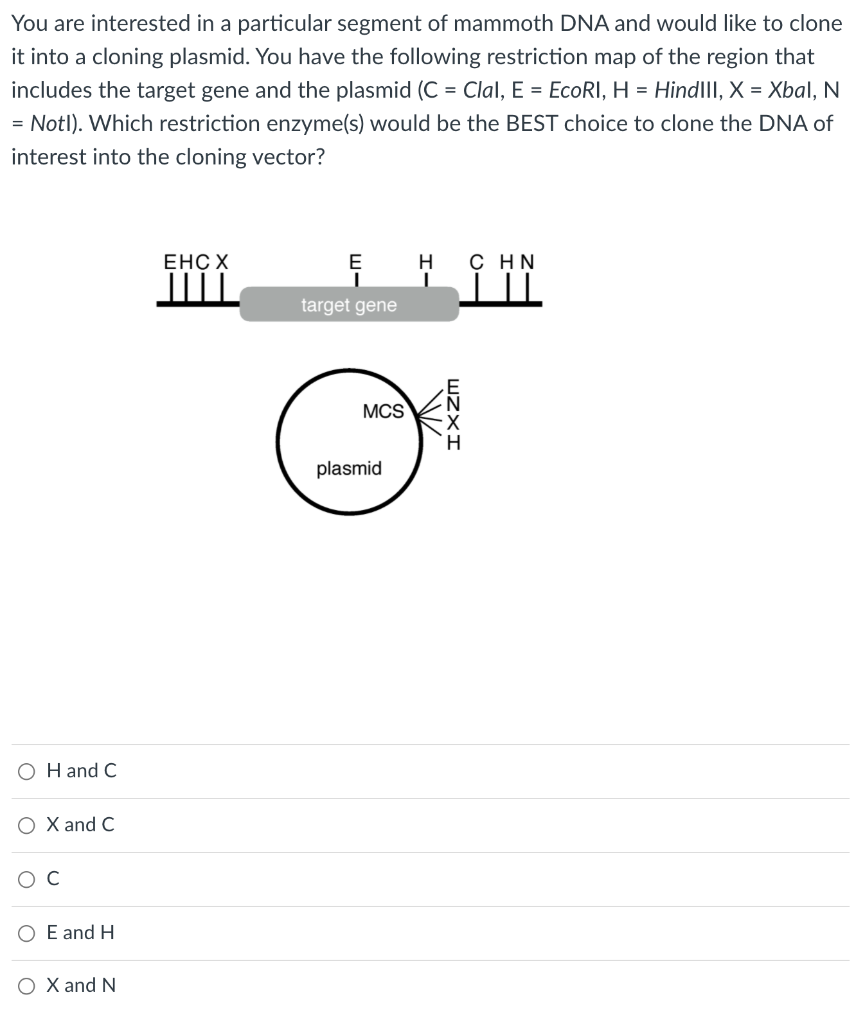 Solved You are interested in a particular segment of mammoth | Chegg.com