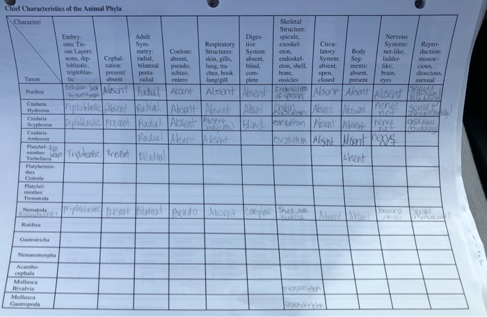 Solved: Chart Chief Characteristics Of The Animal Phyla. C... | Chegg.com