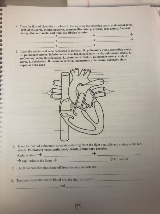 Solved 4. Trace the flow of blood from the heart to the leg | Chegg.com