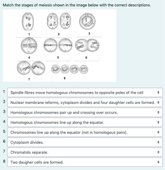 meiosis phases and descriptions