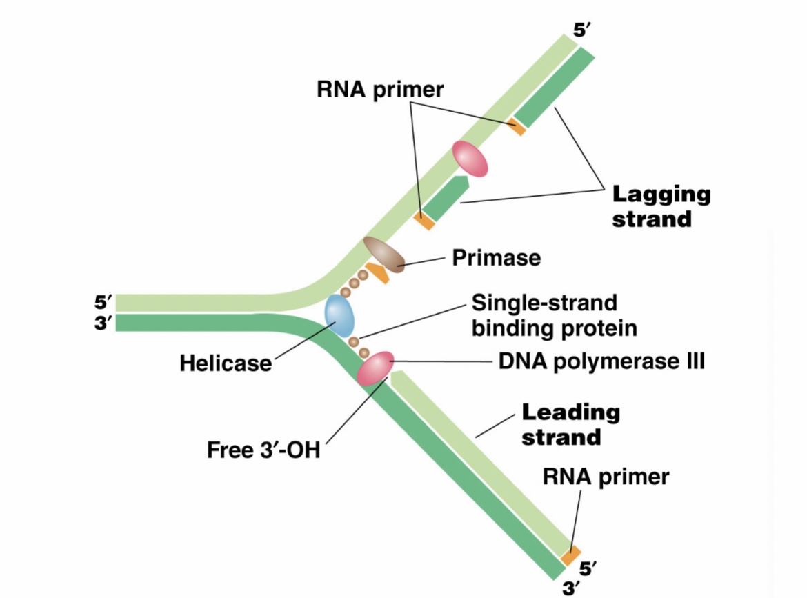 Solved Something is wrong with this DNA replication figure, | Chegg.com