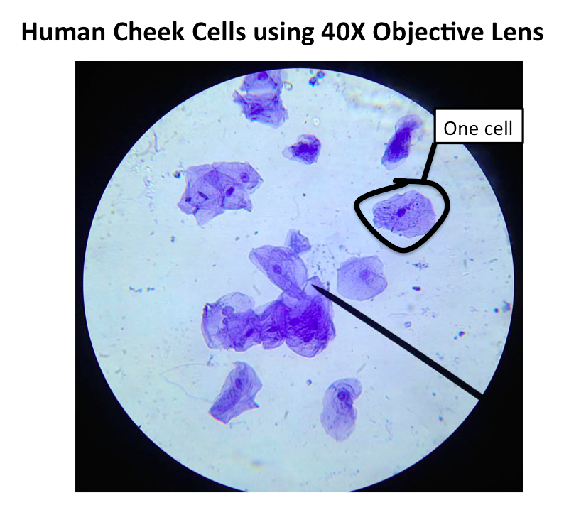Do Human Cheek Cells Have A Nucleus Epithelial Cheek Cells Observed