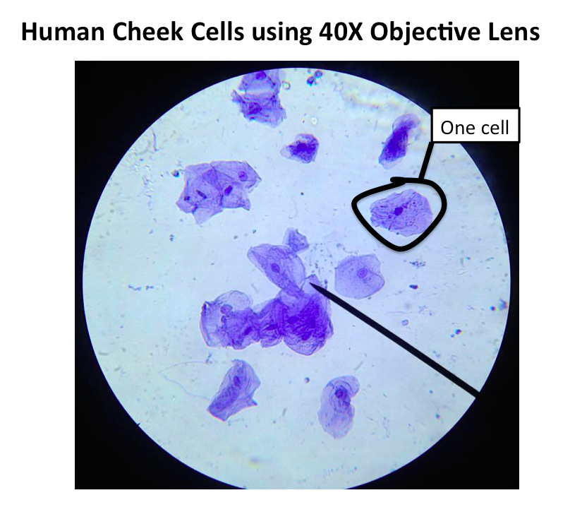 Diagram Cheek Cell