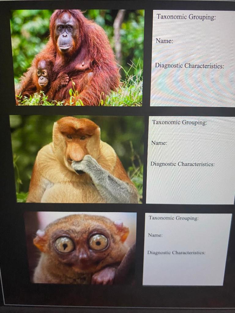 Solved Lab 4 Primate Identification PART I Primate vs.