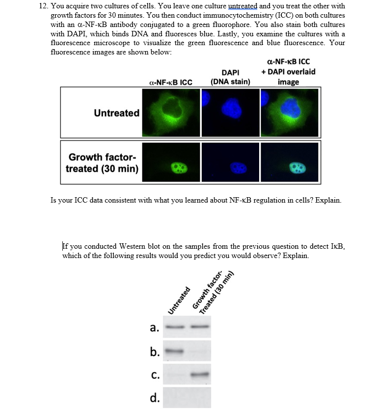 Solved 12 You Acquire Two Cultures Of Cells You Leave O Chegg Com