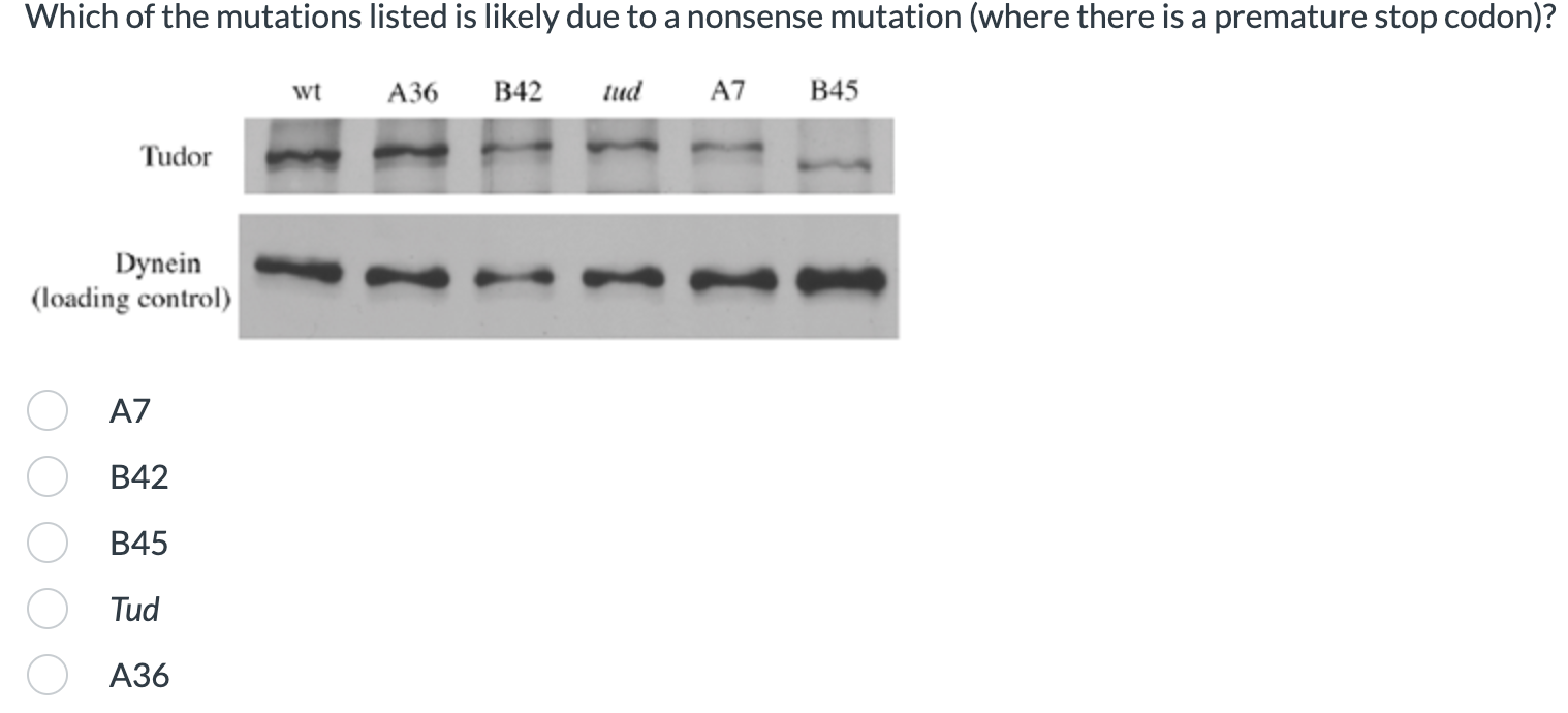 Solved Which of the mutations listed is likely due to a | Chegg.com