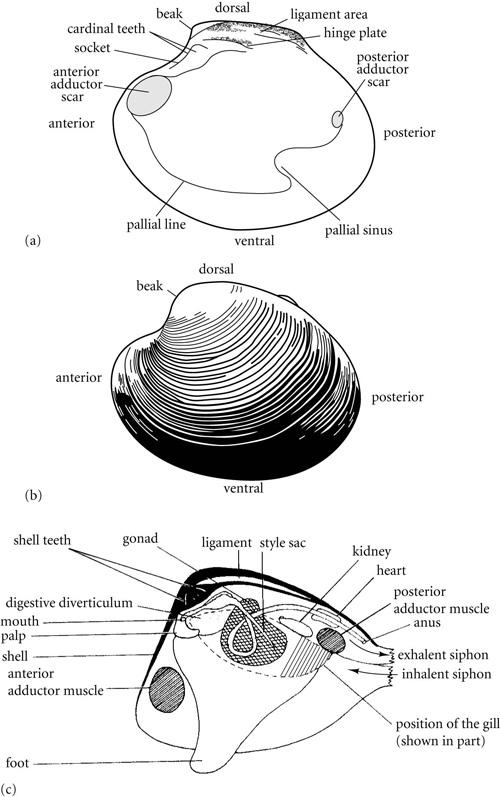 adductor muscles bivalves