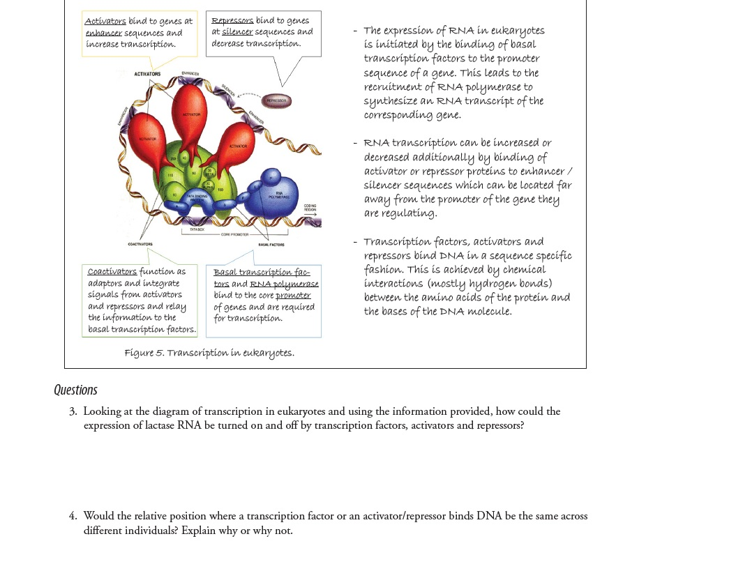 solved-activators-bind-to-genes-at-enhancer-sequences-and-chegg