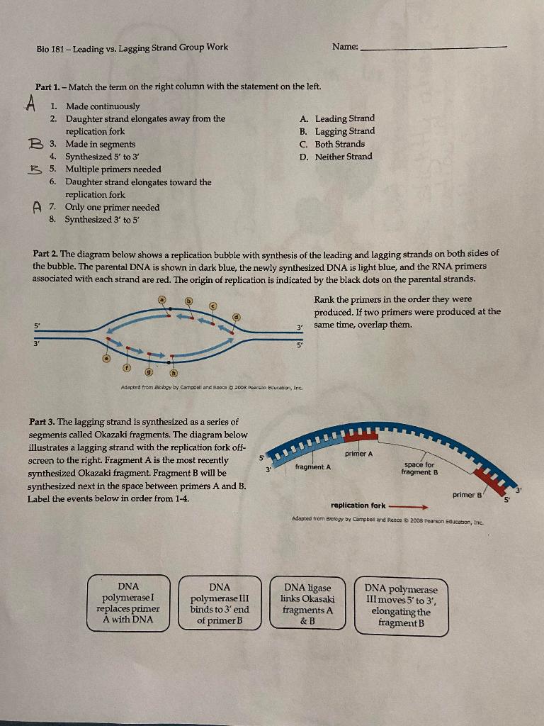 solved-bio-181-leading-vs-lagging-strand-group-work-name-chegg