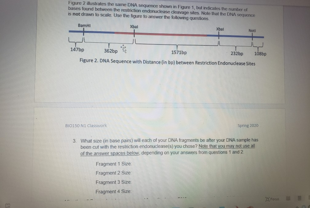 Solved Figure 2 illustrates the same DNA sequence shown in | Chegg.com