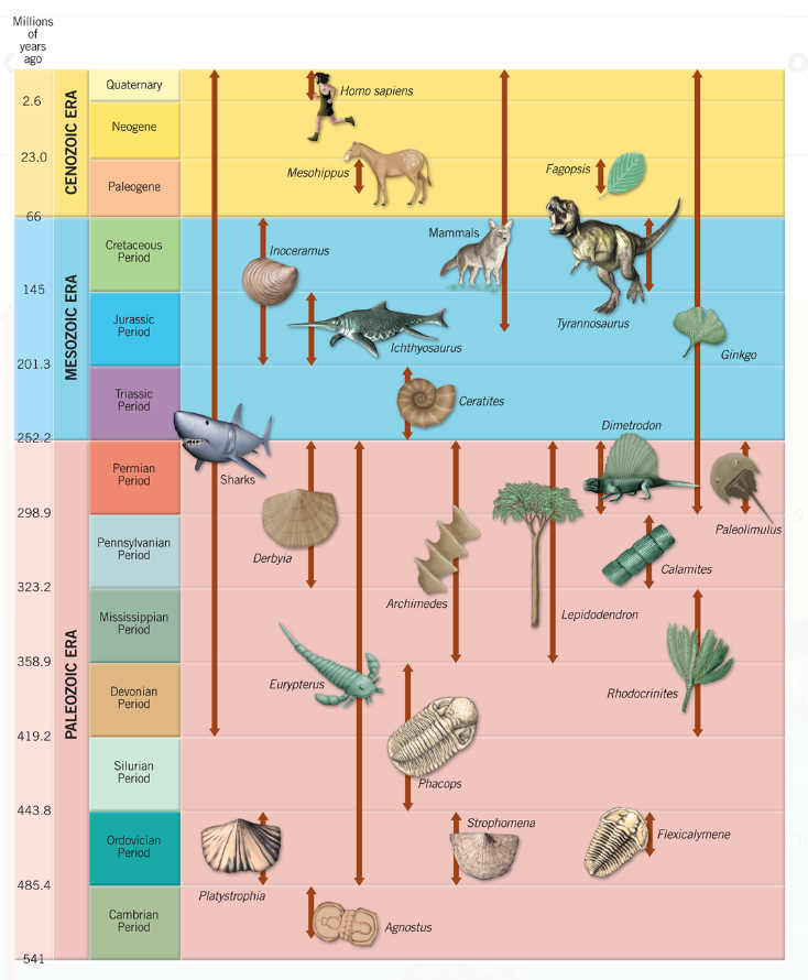 Solved: Figure 10.14 Geologic Time Scale, With The Geologi... | Chegg.com