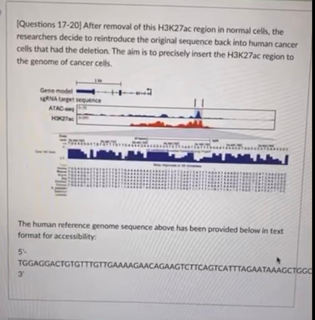 [Questions 17-20] After removal of this H3K27ac region in normal cells, the researchers decide to reintroduce the original se